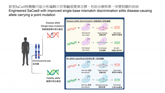 HKUMed engineers highly accurate SaCas9 enzymes with single-base precision for therapeutic genome editing